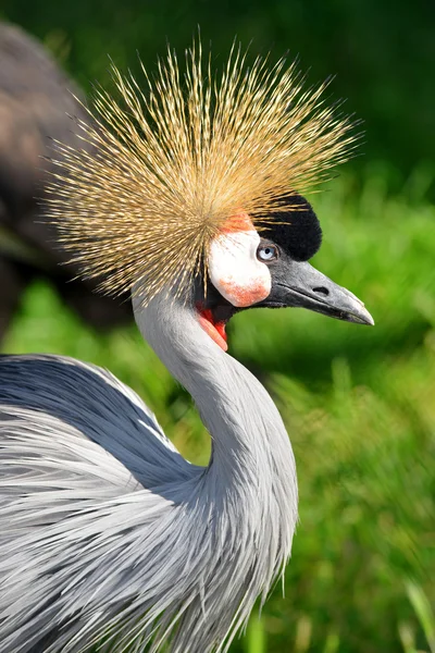 Grå krönt crane — Stockfoto