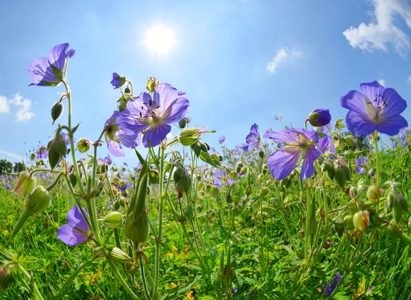 Pré d'été avec fleurs Géranium pratense — Photo