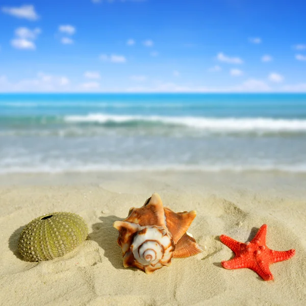 Conchas de mar con estrellas de mar — Foto de Stock