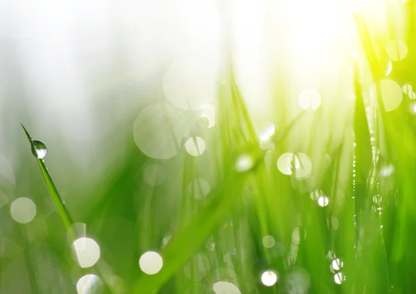 Bokeh primavera fresca e grama verde com gotas de orvalho . — Fotografia de Stock