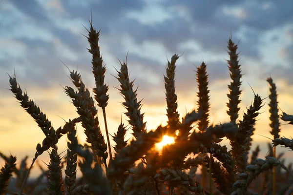 Wheat field close up — Stock Photo, Image