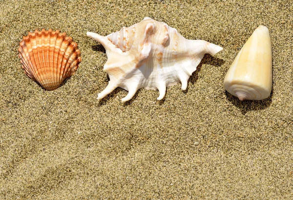 Conchas de mar sobre arena. — Foto de Stock