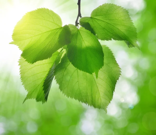 Свежие зеленые весенние листья липы — стоковое фото