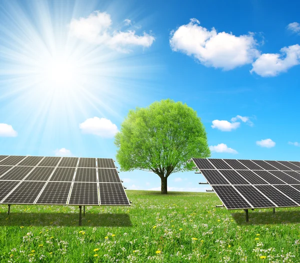 Solar energy panels and tree on meadow.