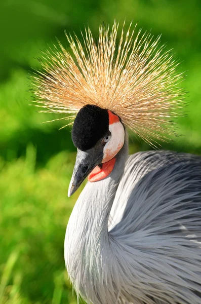 Närbild av en grå krönt crane — Stockfoto