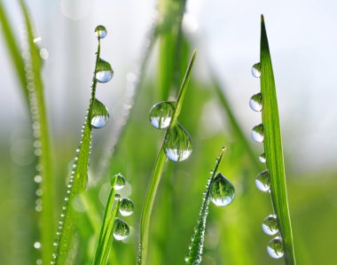 Taze yeşil çimen çiy ile portre damla.