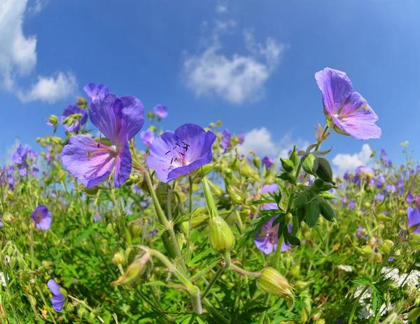 Letnia łąka z kwiatów Geranium pratense — Zdjęcie stockowe