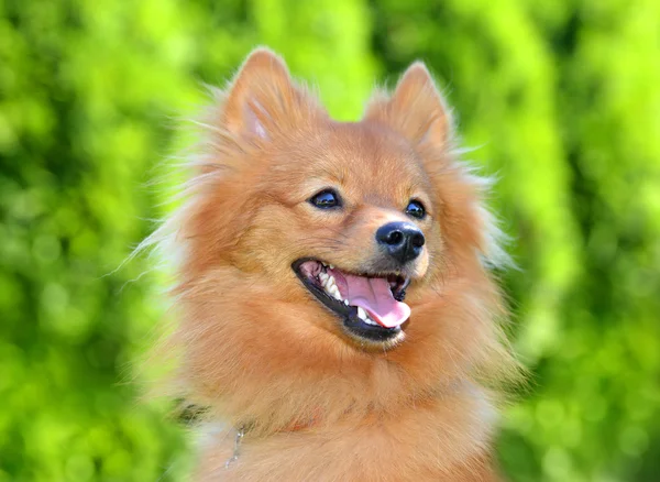 Retrato de un perro pomerano — Foto de Stock