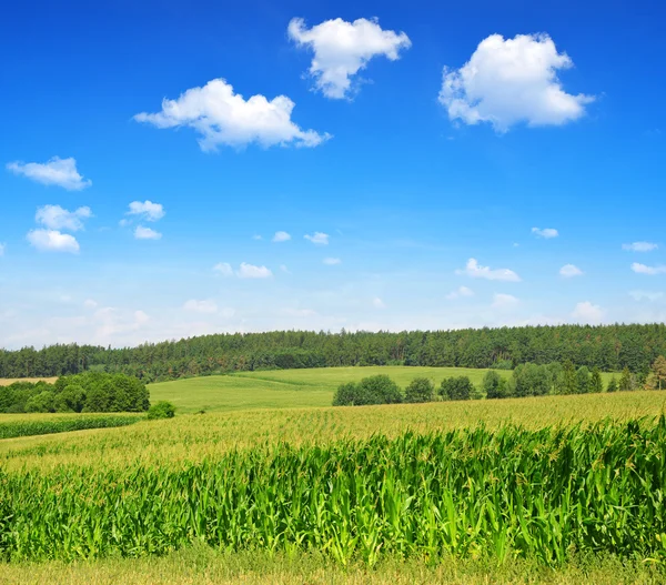 Un campo verde de maíz — Foto de Stock