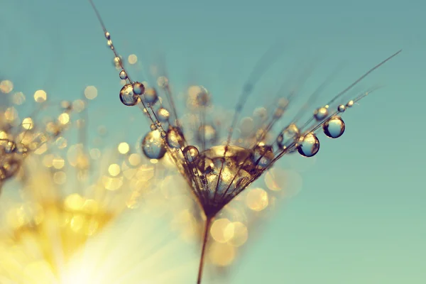 Dew drops on a dandelion seed — Stock Photo, Image