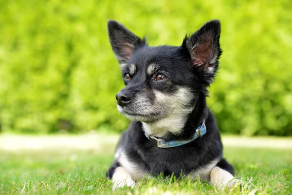 Cão de raça pequena Chihuahua — Fotografia de Stock