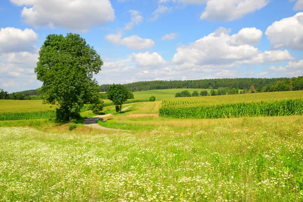 Sommaren soligt landsbygdens landskap — Stockfoto