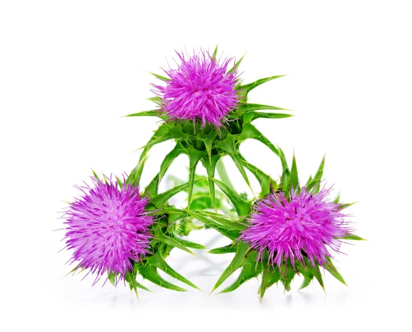 Silybum marianum (Milk Thistle) — Stock Photo, Image