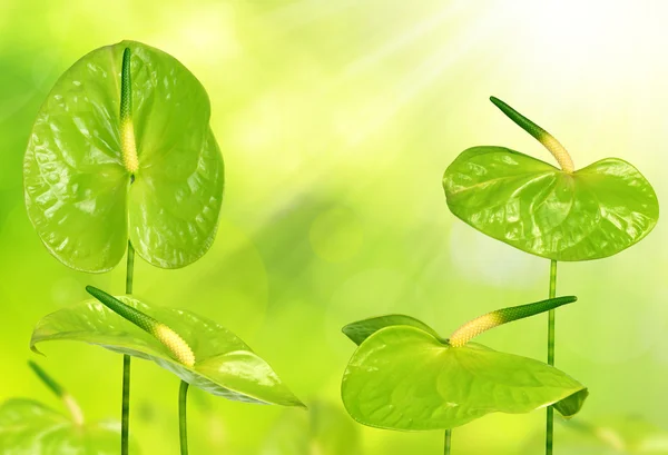 Flores de Anthurium verde — Foto de Stock