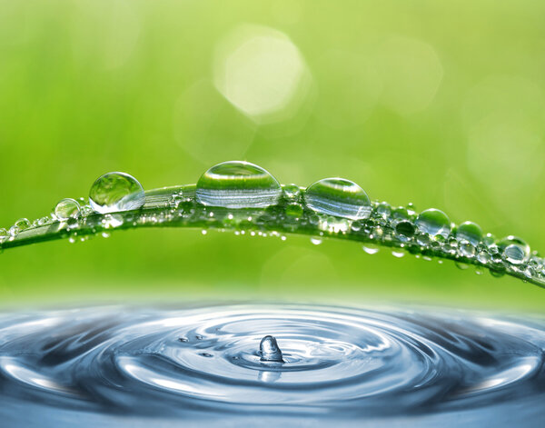 Fresh green grass with dew drops closeup. 