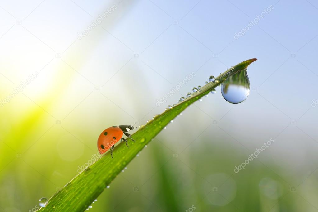 Fresh morning dew on green grass and ladybird. 
