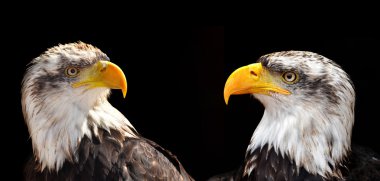 Kel Kartallar - Haliaeetus leucocephalus 