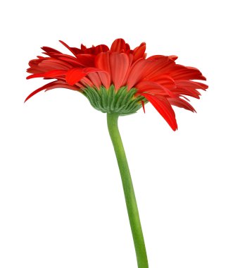 Kırmızı gerbera çiçek