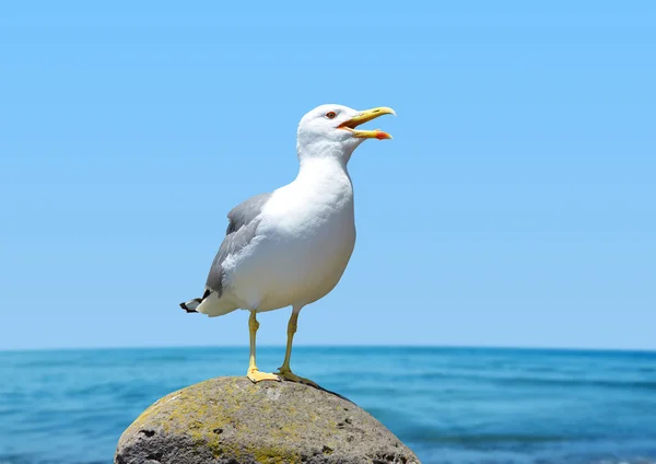 Gabbiano in piedi sui suoi piedi . — Foto Stock