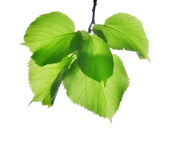 Fresh green spring leaves of linden — Stock Photo, Image
