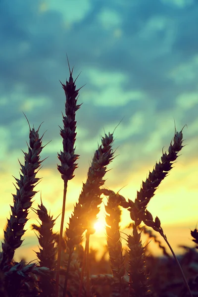 Wheat field in the sunset — Stock Photo, Image