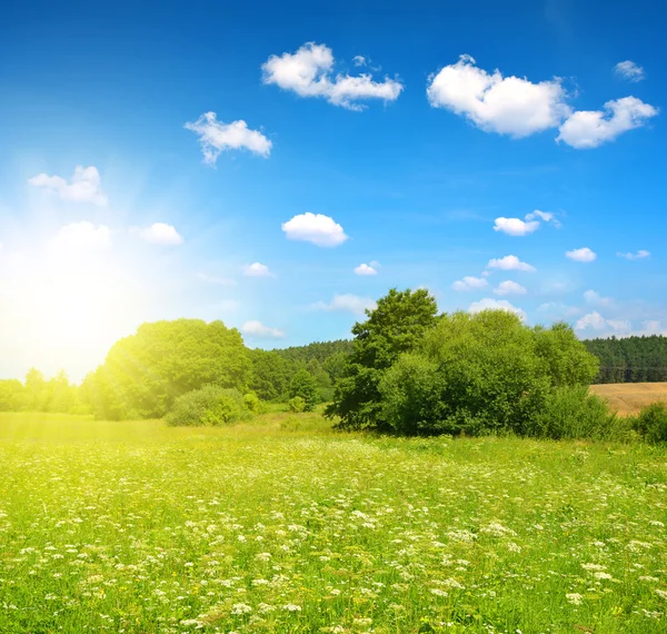 草甸与蓝蓝的天空，在阳光灿烂的日子. — 图库照片