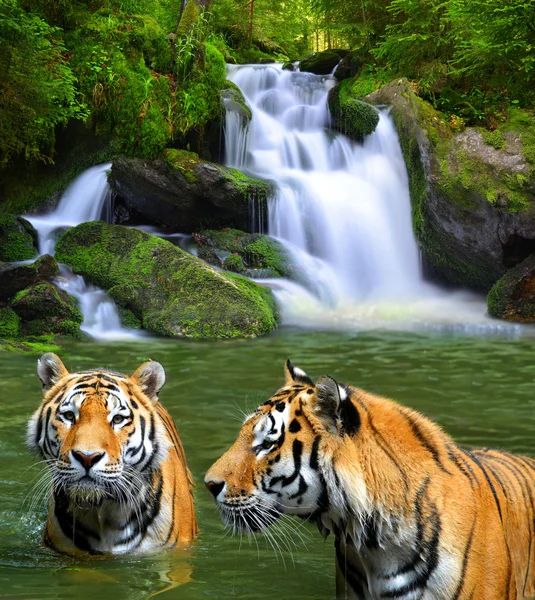 Tigres siberianos na água — Fotografia de Stock