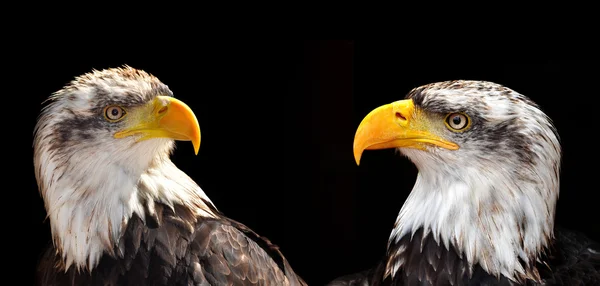Bald Eagles - Haliaeetus leucocephalus — Stock Photo, Image