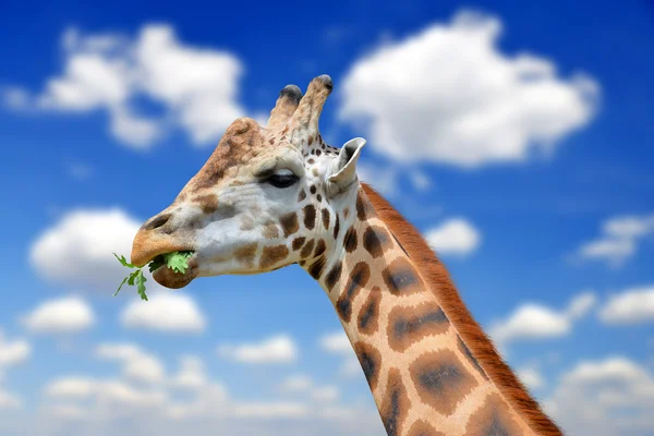 Retrato de una jirafa — Foto de Stock