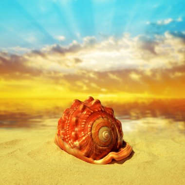 Sahilde deniz kabuğu