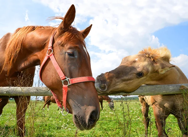 Cavallo e puledro — Foto Stock