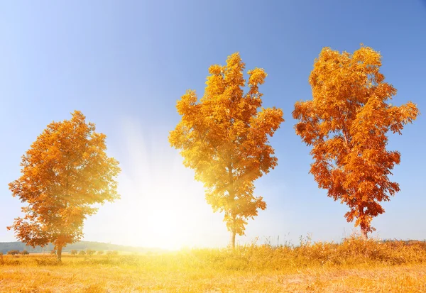Jesienny krajobraz z drzewami — Zdjęcie stockowe