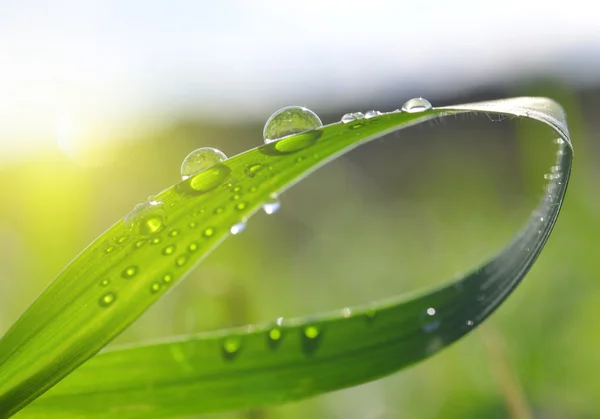 Erba fresca verde con gocce di rugiada primo piano . — Foto Stock