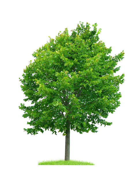 Linden tree isolerade — Stockfoto
