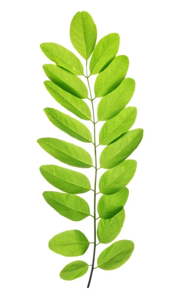 Verse groene lente blad van Acacia of Black Locust — Stockfoto