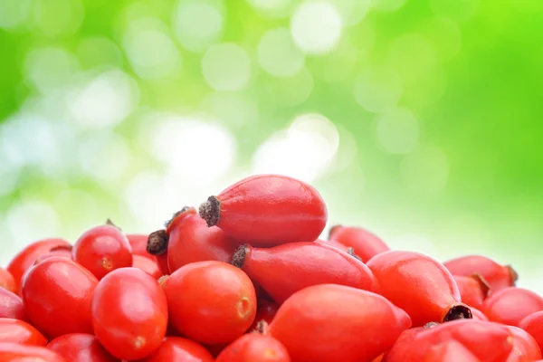 Rosa mosqueta (Rosa canina ) — Foto de Stock