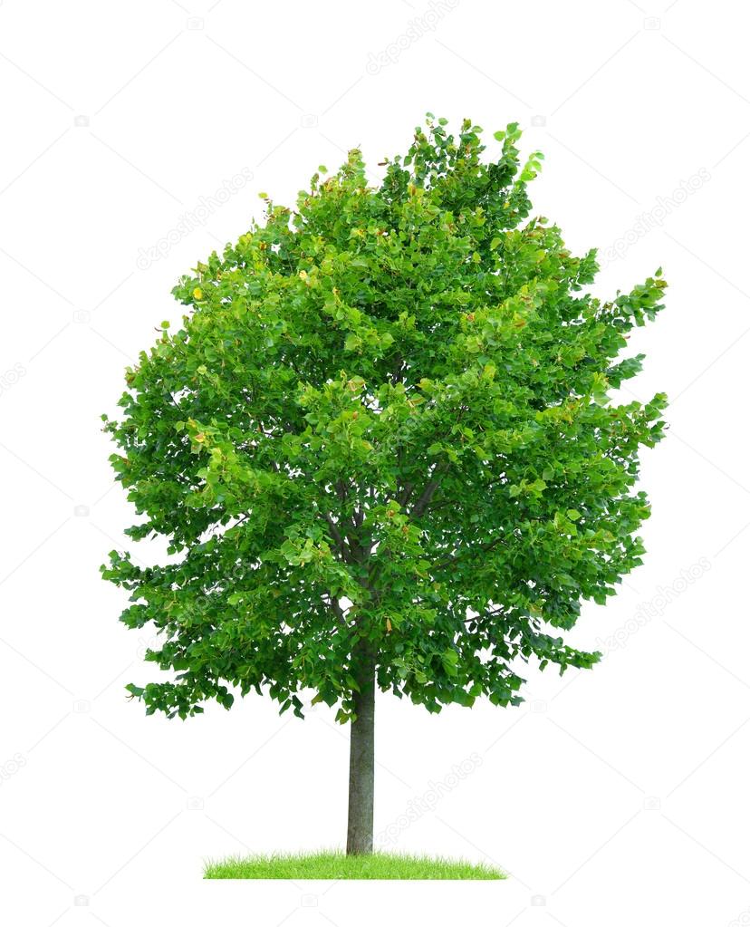 Linden tree isolated 