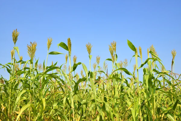 Кукурудзяне поле в сонячний день . — стокове фото