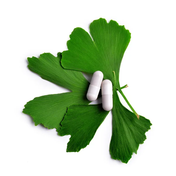 Ginkgo Biloba foglie con capsule — Foto Stock