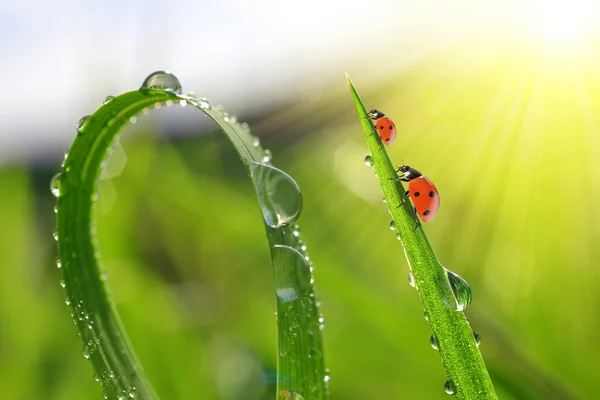 Hierba con gotas de rocío y mariquitas — Foto de Stock