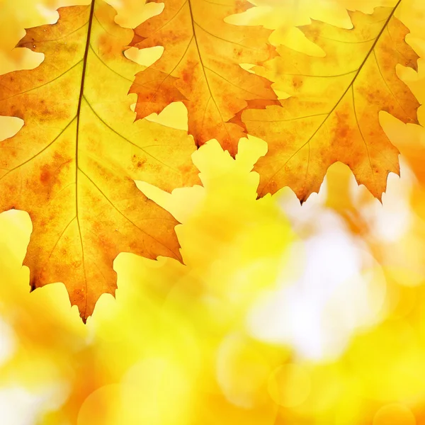 Colorful autumn leaves of oak tree — Stock Photo, Image