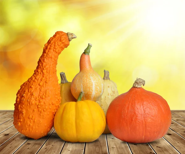 Calabazas coloridas en escritorio de madera . — Foto de Stock