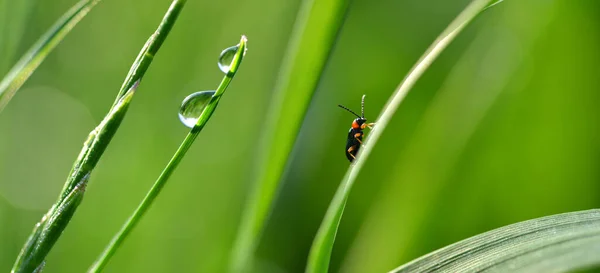 Gotas Orvalho Besouro Folha Cereais Oulema Melanopus Grama Verde — Fotografia de Stock