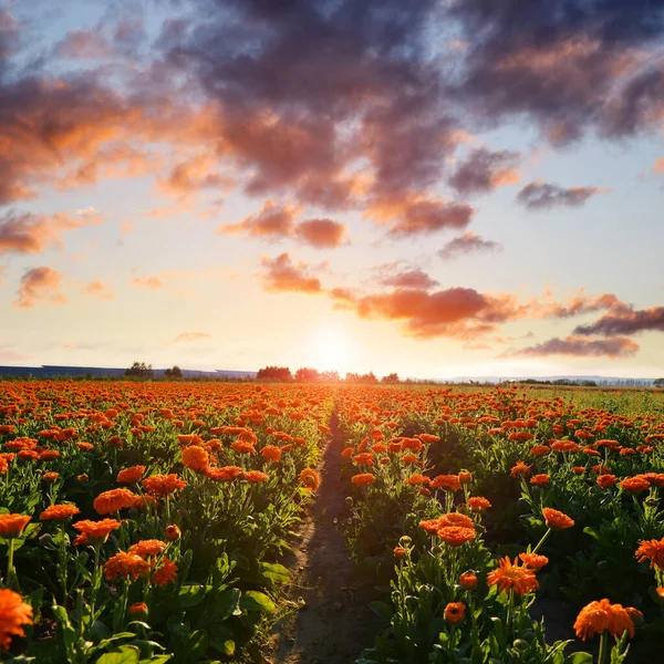 Pot Marigold Calendula Officinalis Growing Field Summer Landscape Sunset — Stock Photo, Image