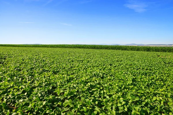 Tarlada Yeşil Soya Tohumu Yetiştiriyorlar Soya Tarlası — Stok fotoğraf