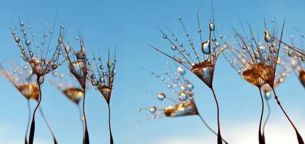 Agua Cae Sobre Las Semillas Del Diente León Amanecer Primeros — Foto de Stock