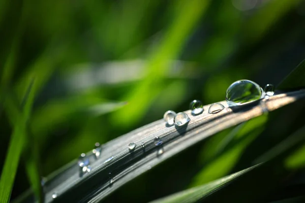 Green Grass Transparent Water Drops Meadow Close Fresh Morning Dew — Stock Photo, Image