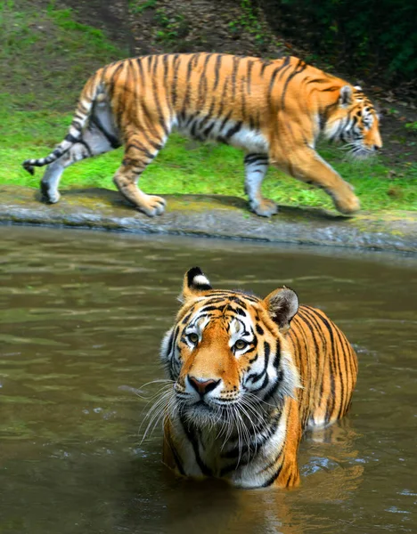 Sibiřský Tygr Panthera Tigris Altaica Vodě — Stock fotografie