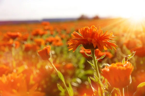 Pote Marigold Calendula Officinalis Crescendo Campo — Fotografia de Stock