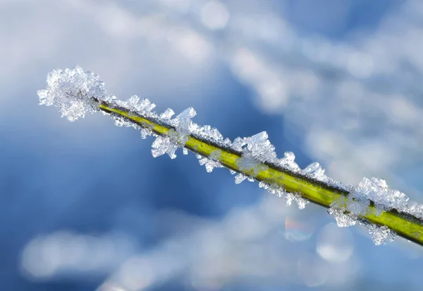 Hoarfrost Fűszálon Közelről Természetvédelmi Háttér — Stock Fotó